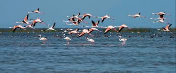 🌊 Chilika Lake – Asia’s Largest Brackish Water Lagoon